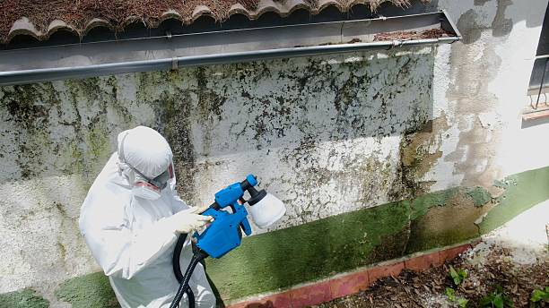 Top rated local Mold Remediation specialists in Henderson, MD